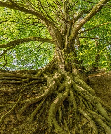 afhto 2019 conference tree