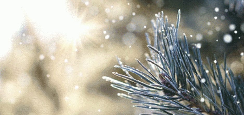Snow drifting on a blurred background with sunlight streaming and an evergreen branch in the foreground